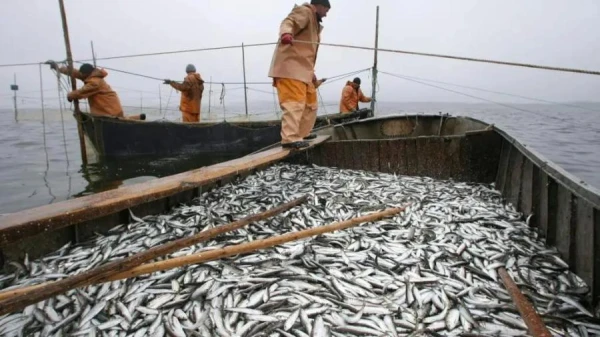 Изображение к статье: Золотая рыбка - Еврокомиссия предложила сократить квоты на вылов рыбы в 2026 году