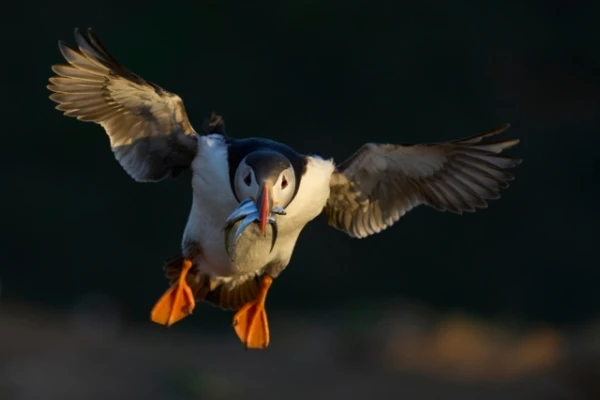 Изображение к статье: Как исландцы спасают тупиков: традиция подбрасывать птенцов с утёсов