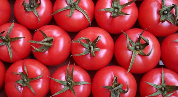 Изображение к статье: Как сохранить помидоры свежими на неделю и дольше — секретами поделилась фермер