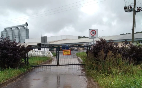 Изображение к статье: «Свиней умертвят максимально гуманно» – ПВС. Как именно уничтожат почти 24 тысячи животных