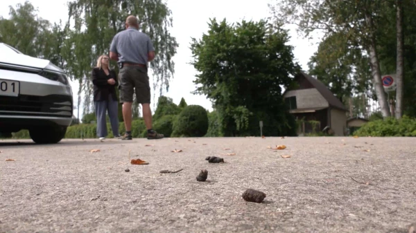 Изображение к статье: «Говно даже на лице!» – жители Вайвари возмущены безответственностью хозяев собак