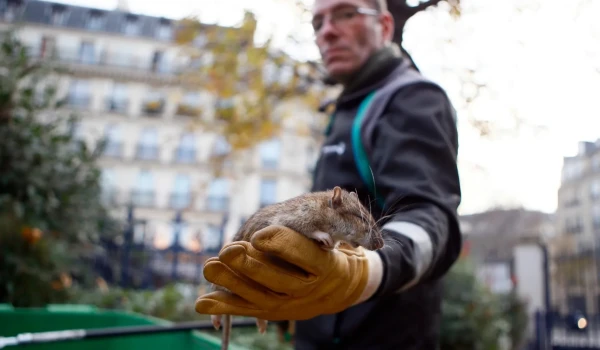 Изображение к статье: Они же такие милые, у них есть усики.