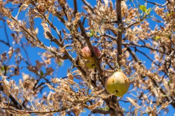 Изображение к статье: Избавиться от вредителя яблок. Когда нужно собирать гусениц?