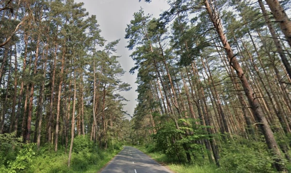 Изображение к статье: Ради новой велодорожки в Приедайне вырубят 55 сосен