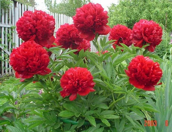 Изображение к статье: Будут цвести, как никогда: как правильно пересаживать пионы осенью