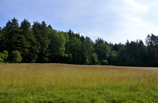 Изображение к статье: Температура воздуха в четверг поднимется до +25 градусов