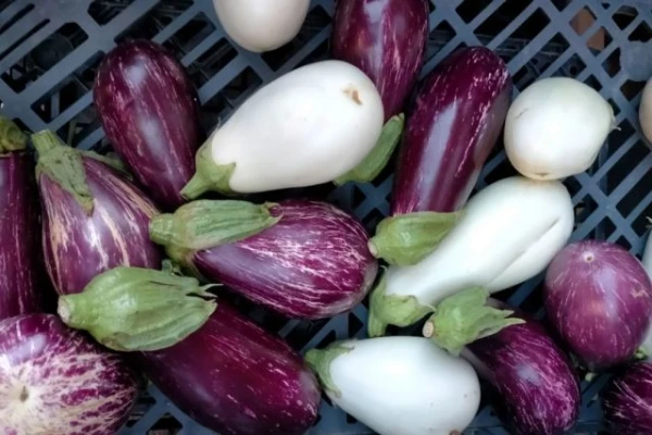 Изображение к статье: Синие и белые. Врач Солнцева объяснила, какие баклажаны полезнее для сердца