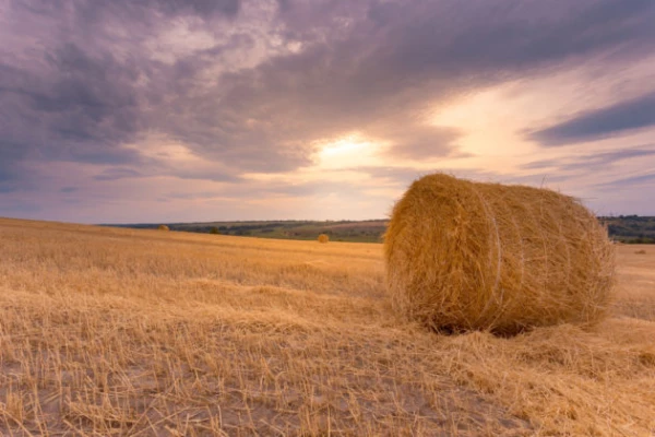Изображение к статье: Народные приметы на 4 сентября — Агафон-огуменник