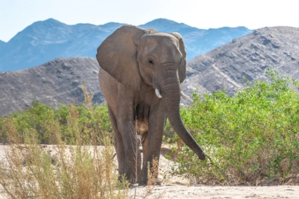 Изображение к статье: Как лесные слоны спасают эбеновые деревья от вымирания