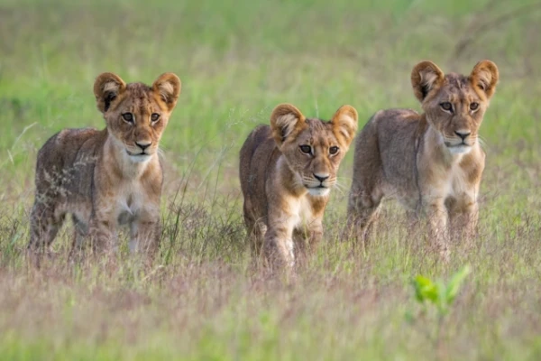 Изображение к статье: В ЦАР впервые за десятилетия родились львята в национальном парке