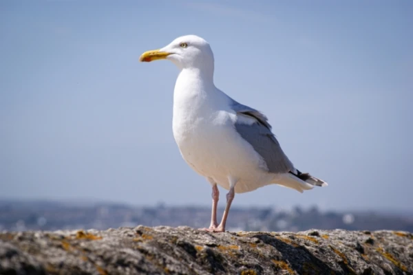 Изображение к статье: 130 км автостопом: удивительная стратегия выживания чайки