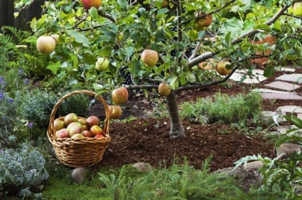 Изображение к статье: Нужно ли сортировать яблоки перед хранением?