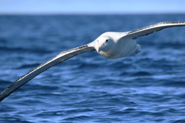 Изображение к статье: Птицы-рекордсмены: кто имеет самые большие крылья и вес в мире