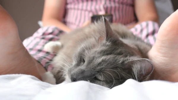 Изображение к статье: Почему кошки так любят спать между ног хозяина?