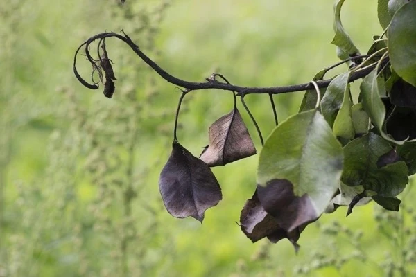 Изображение к статье: В приусадебном саду в Царникаве обнаружена бактериальная ожоговая инфекция