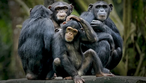 Изображение к статье: Шерстяной народец оказался ой как непрост.