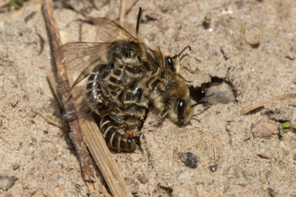 Изображение к статье: Целлофановые пчёлы: как они выживают в холоде, где гибнут медоносные