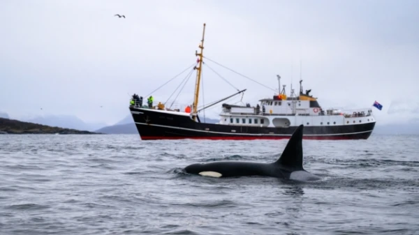 Изображение к статье: Косатки у берегов Испании вновь атаковали несколько парусных судов