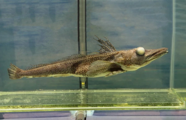 Изображение к статье: В Антарктике нашли крупнейшую колонию ледяных рыб без гемоглобина