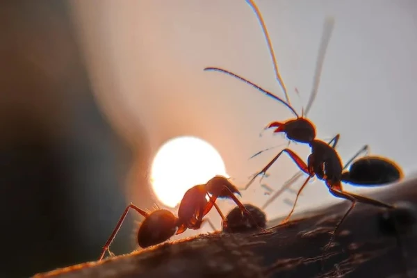 Изображение к статье: Они производят потомство сразу двух видов.