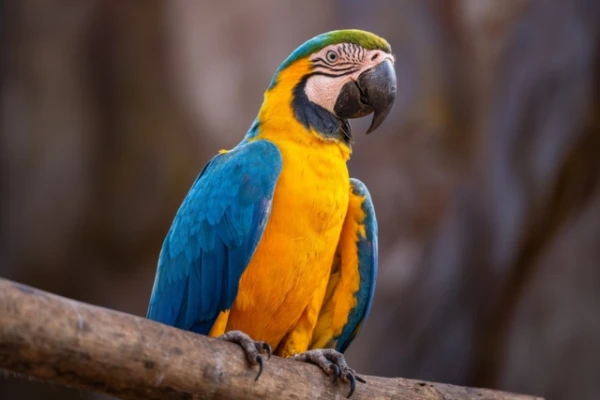 Изображение к статье: Ара удивили учёных способностью к «имитации третьей стороны»