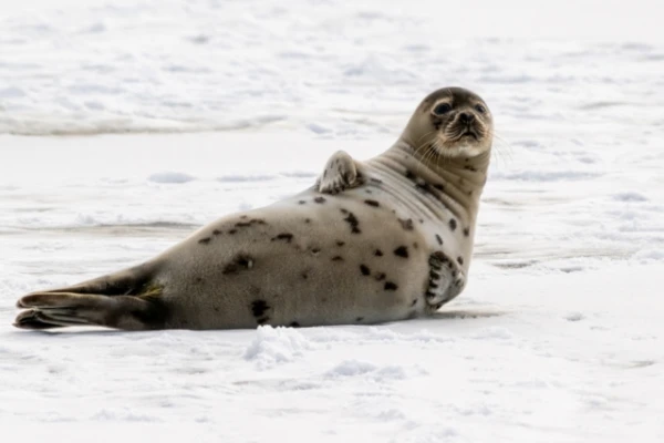 Изображение к статье: Почему серые тюлени переносят вирус гриппа без симптомов?