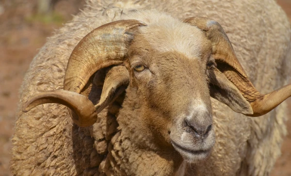 Изображение к статье: Человек за тысячелетия сделал домашних животных крупнее, а диких — мельче