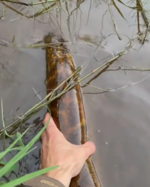 Изображение к статье: Неужели в Гауе завелась анаконда?