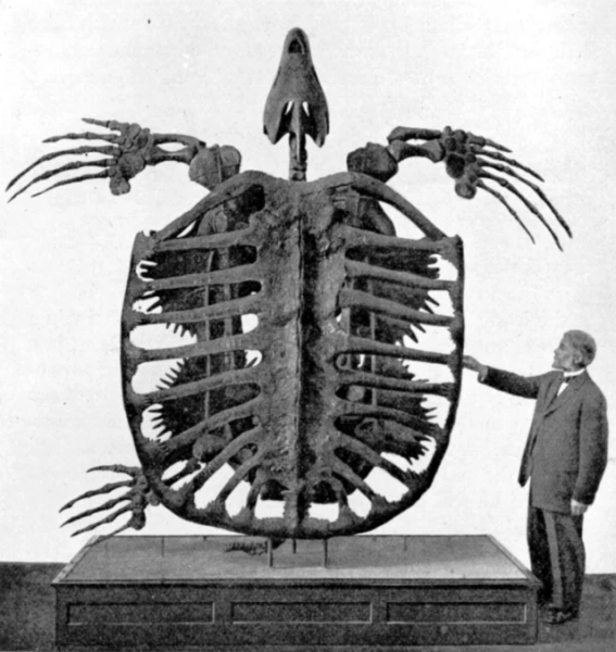 Изображение к статье: Archelon — самая большая черепаха в истории планеты