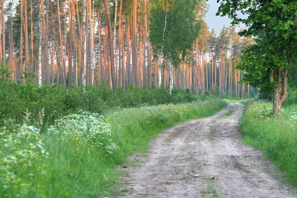 Изображение к статье: Кто в лес, кто по дрова: из-за потепления климата стремительно портится древесина Латвии
