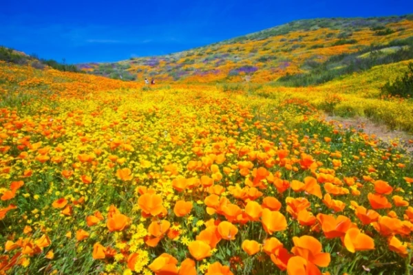 Изображение к статье: Почему растения ждут и синего света, и прохлады, чтобы зацвести?