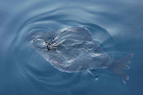 Изображение к статье: Удачный улов: 13-летний рыбак поймал палтуса почти в 81 кг