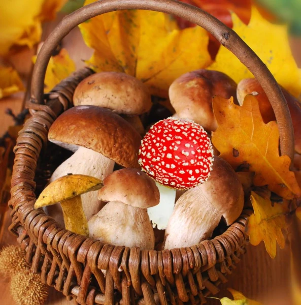 Изображение к статье: За грибами -  в музей? Музей природы  зовет на выставку