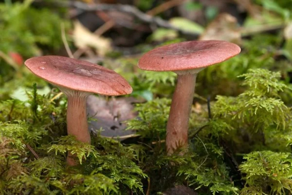 Изображение к статье: Какие грибы способны накапливать радиацию больше других?