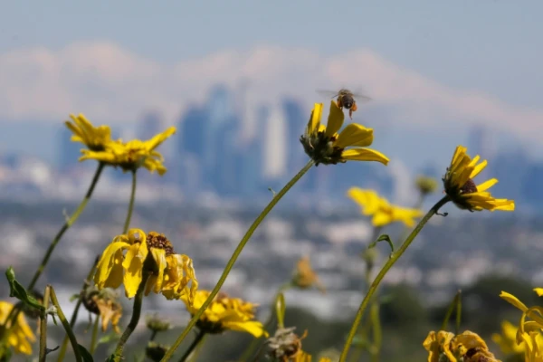 Изображение к статье: Поляризация неба: как пчёлы находят дорогу домой