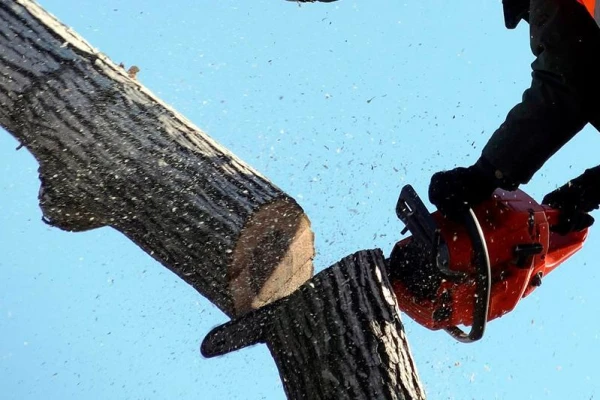 Изображение к статье: А деньги откуда брать? Раскритиковали желание властей Латвии рубить молодые деревья