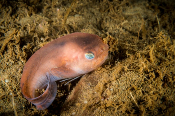Изображение к статье: Учёными открыты три новых вида глубоководных рыб-улиток
