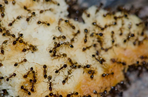 Изображение к статье: Биомасса муравьёв превысила массу всех диких птиц и млекопитающих