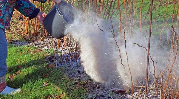 Изображение к статье: Обнаружено отрицательное свойство применения золы на участке