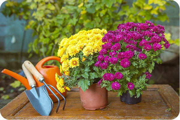 Изображение к статье: Хризантемы в горшках: как продлить их цветение до самых заморозков