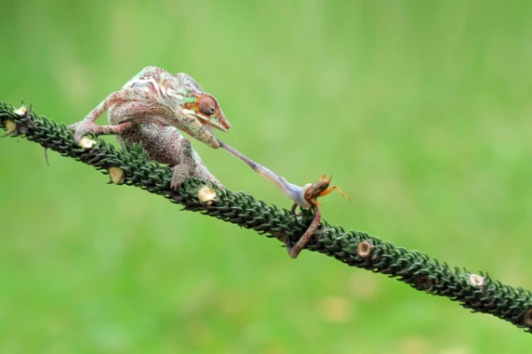 Изображение к статье: Секрет языка хамелеонов и саламандр вдохновил инженеров