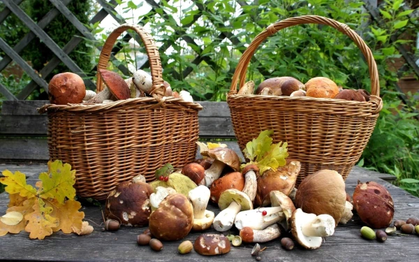 Изображение к статье: Что важно знать про грибы: польза и вред грибов