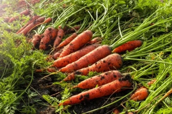 Изображение к статье: Полезнее моркови. Ботва — это не отходы, а настоящий клад для здоровья