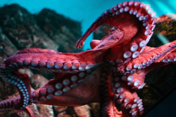 Изображение к статье: Как осьминоги управляют своими щупальцами: новое исследование
