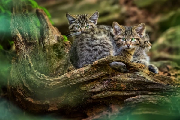 Изображение к статье: Гибридизация угрожает исчезновением европейских диких кошек