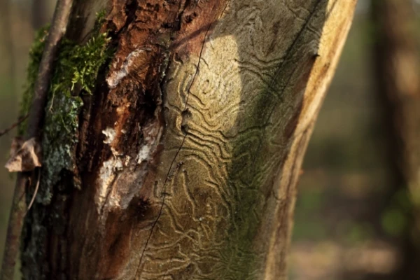 Изображение к статье: Как жуки-короеды повышают температуру леса и меняют экосистемы