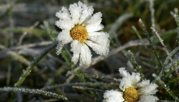 Изображение к статье: На Латвию идет лёгкий мороз. Когда?