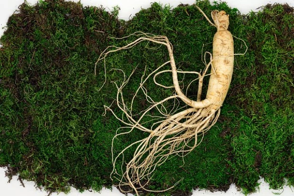 Изображение к статье: Выявлено растение с удивительным противораковым эффектом