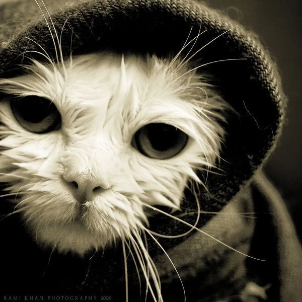 Изображение к статье: Теперь тебя посодют