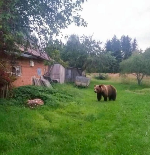 Изображение к статье: Сфоткали медведя, который забрел во двор дома в Резекненском крае
